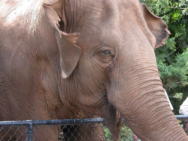 The elephant I fed, Australia Zoo