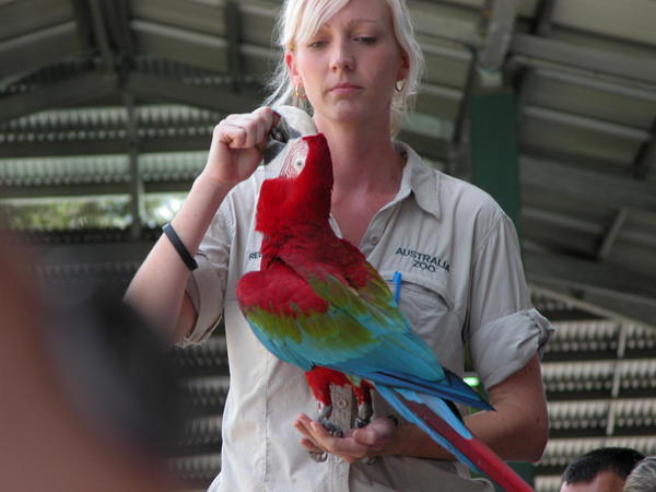 Parrot, Australia Zoo