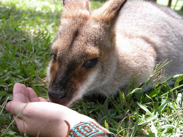 Feeding the kangaroos, Australia Zoo