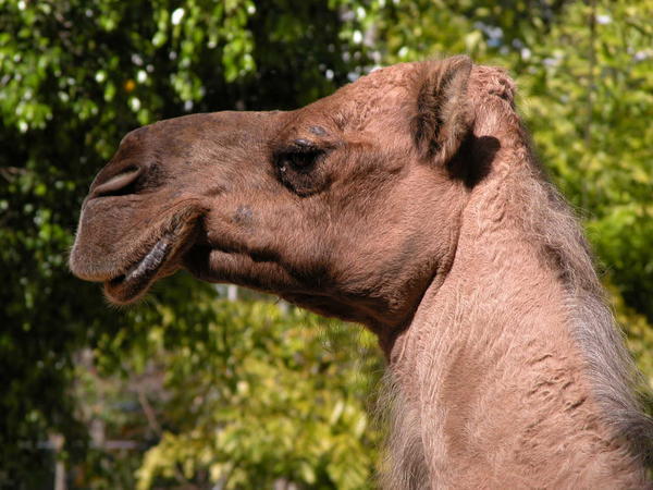 Camel, Australia Zoo