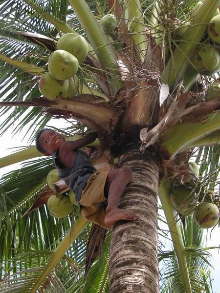 Amazing kid scaling a palm tree
