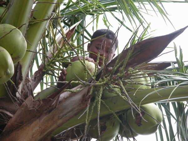 Choosing a coconut
