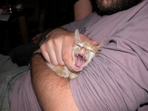 Evil-looking yawning kitty