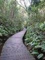 Path through the woods, Universidade Livre do Meio Ambiente, Curitiba