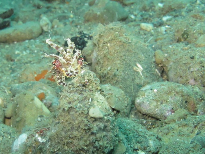 cuttlefish enerve (1)