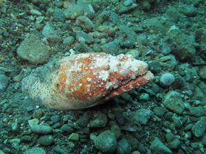 crocodile snake eel