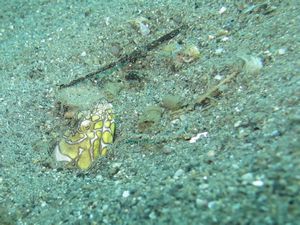 napoleon (ou clown) snake eel