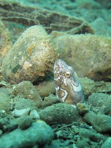 napoleon snake eel 2