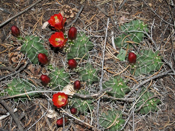 Red Cactus