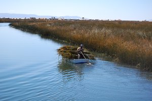 Reed collecting on Lake Titicaca