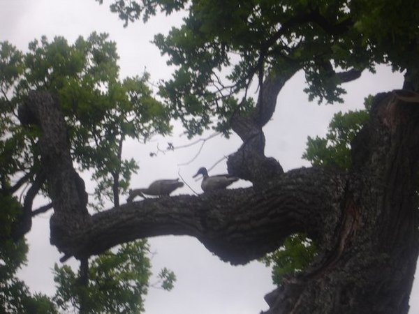 Ducks in a Tree?