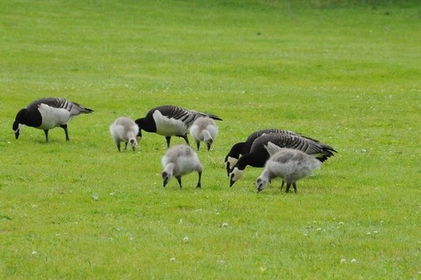 Baby Geese in the palace gardens