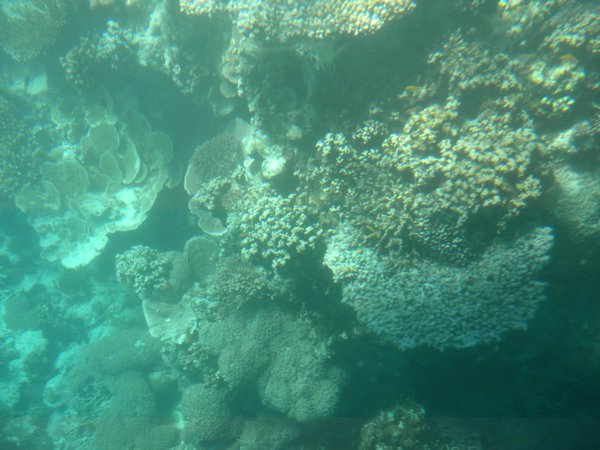 Coral from inside the sub.