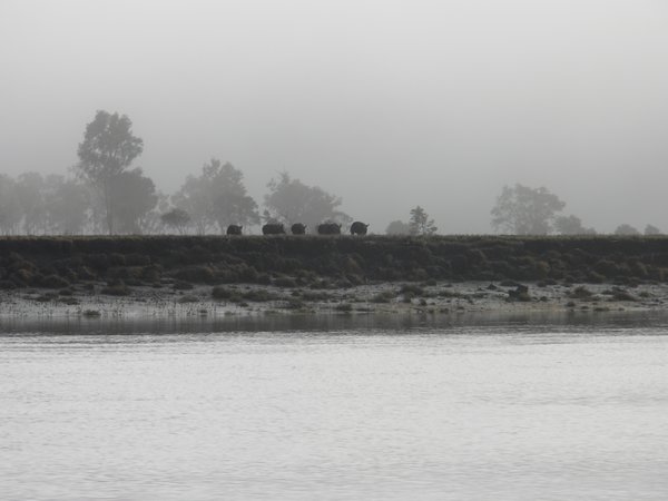 Some wild pigs we saw by the shore.