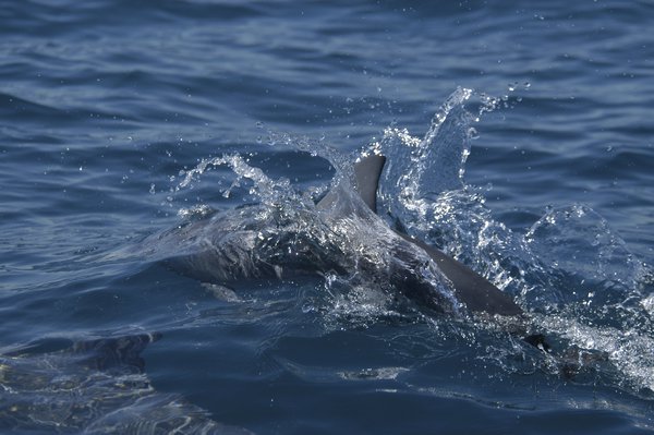 The Spinner Dolphins on 8/16