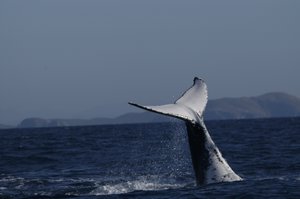The HUmpback on 08/06