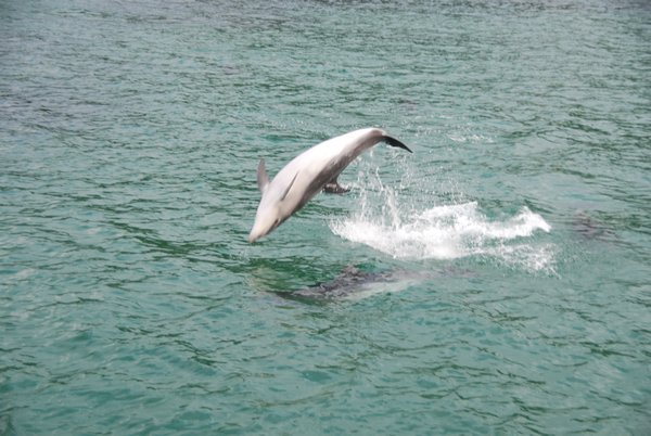 Playful dolphins!