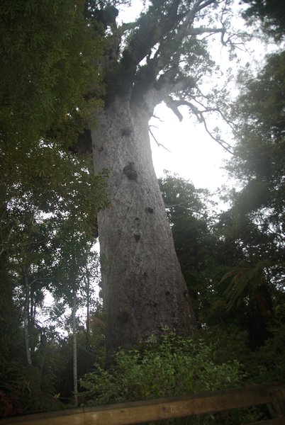 Tane Mahuta the Kouri tree