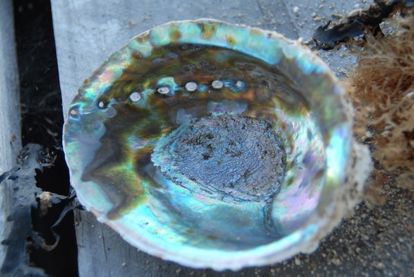 Paua shells, revered in NZ for their beauty.