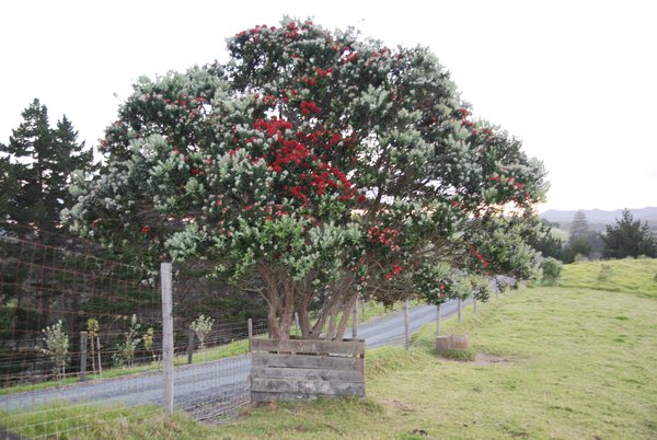 Pahutkawa Tree 