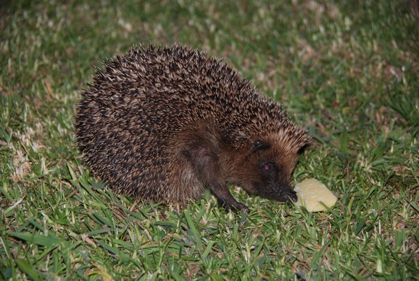 Spikey the hedgehog