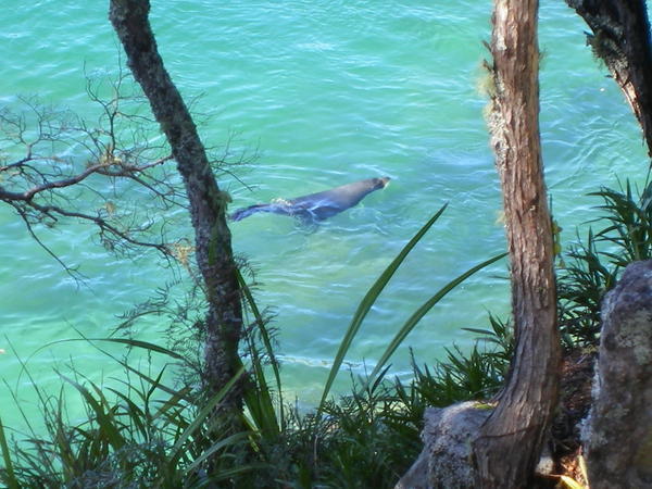 Abel Tasmin having lunch watching the seal have his too