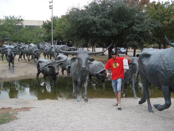 Dallas - some bull statues