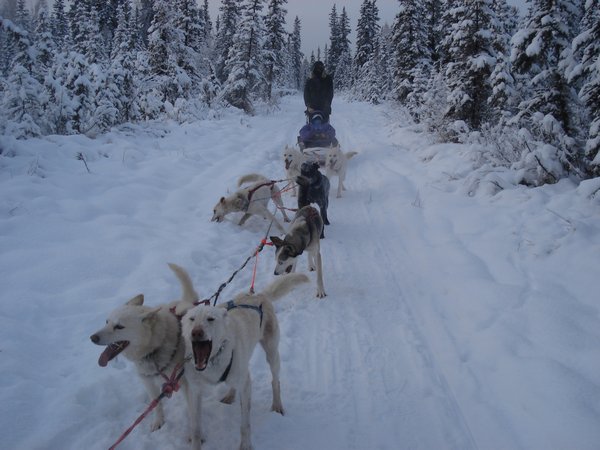 Fairbanks - dog sledding