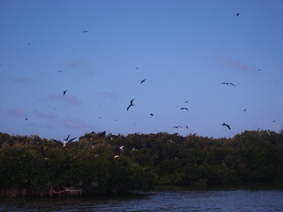 Frigate bird sanctuary