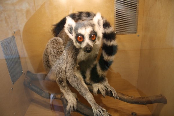 Lemur aka Julian