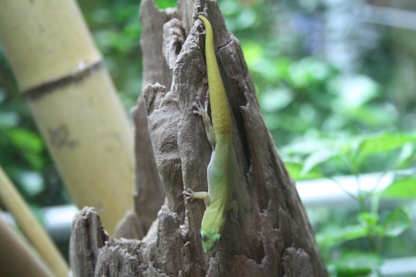 Amazon Gecko