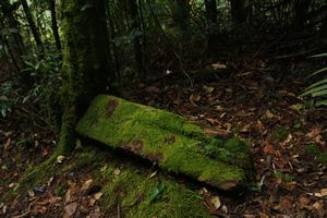 moss on a log...