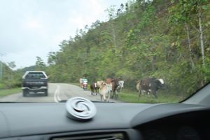 Cows running towards us