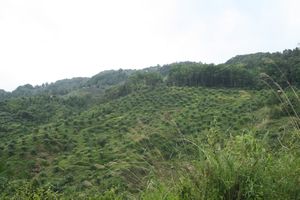 "palm oil" plantation