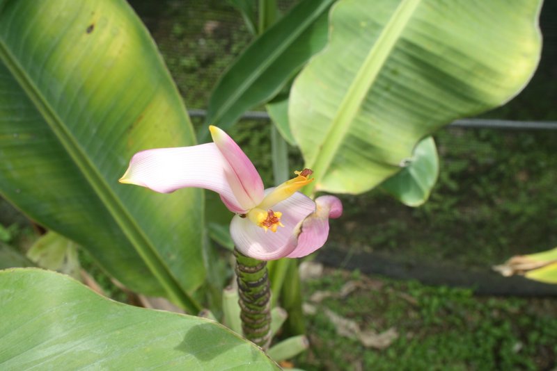 ...banana flower 