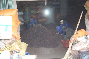 Cardamon sorting out under a house in sapa