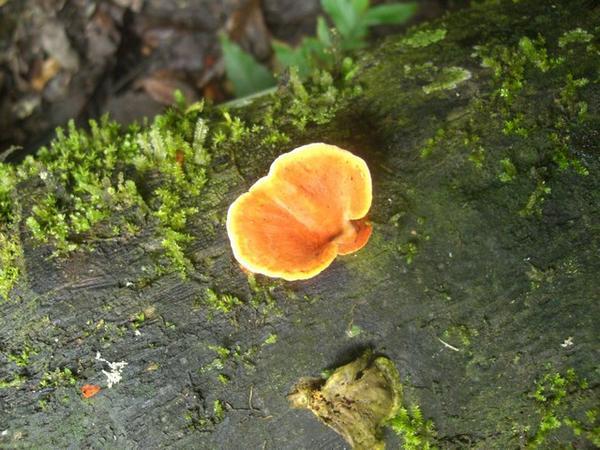 Jungle fungus