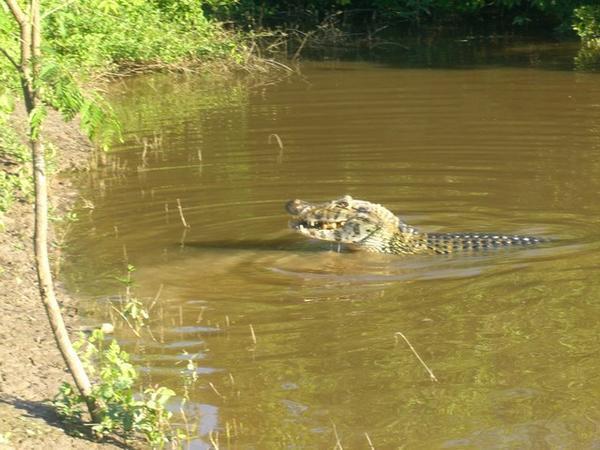 Hungry croc