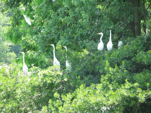 Lots of egrets in the rookery
