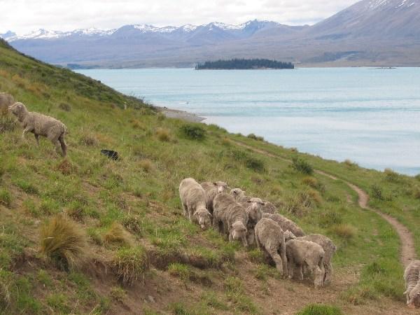 Sheeps at Lake Tekapo
