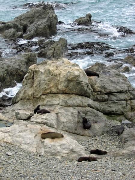 Seal colony 2