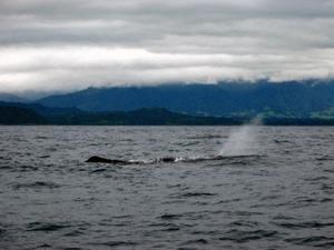 Sperm whale 3