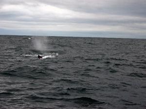 Sperm whale 4 - blowing off steam!