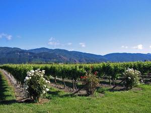 Marlborough vines