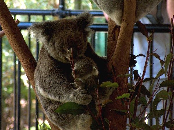 Baby koala as Australia Zoo - so cute
