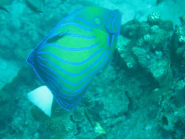 Blue ringed angel fish 2