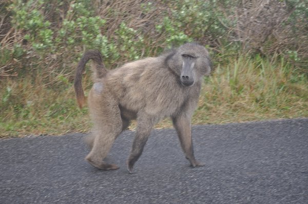 Massive baboon