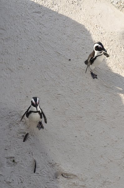 2 Little Penguins