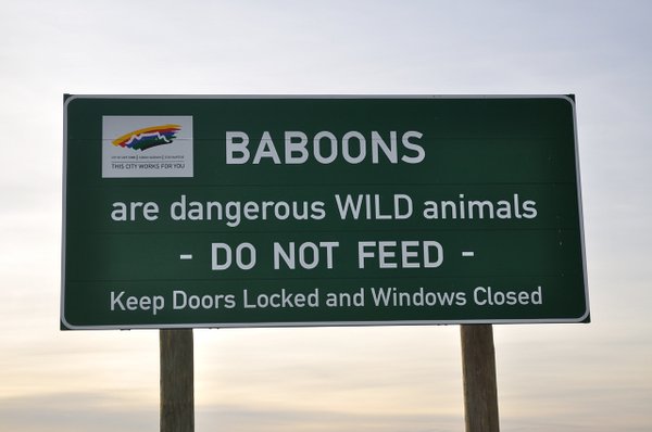 Baboon Warning