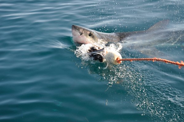 Shark biting bait